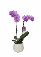 Blooming Orchid in Ceramic Pot