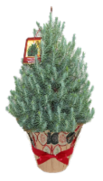 The Pinery Pine Tree Perspective: Main