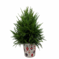Holiday Fresh Live Mini-Tree with Leyland Cypress