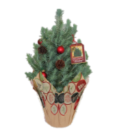 Italian Stone Pine Venti Potted Plant Perspective: Main