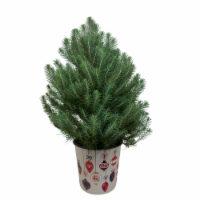 Holiday Fresh Live Mini-Tree with Italian Stone Pine