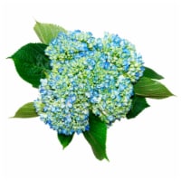 Blue Mini Hydrangea Bouquet Perspective: Main
