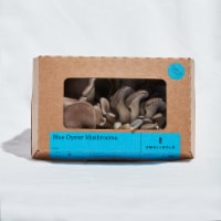 Smallhold Blue Oyster Mushroom Retail Unit - 8 oz