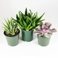 Mile High Succulent - Assorted Perspective: Main