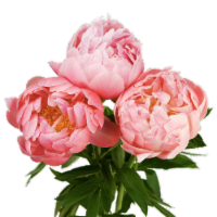 Peony 3 Stem