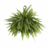 Boston Fern Hanging Basket