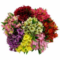 Alstroemeria Bouquet - Yellow / Red / Purple