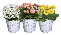 Mixed Blooming Potted Flower Upgrade Perspective: Main