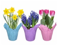 Bulbs in Clay Pot - Assorted