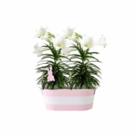 Double Easter Lily - 8 inch pot