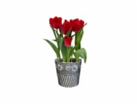 Spring Bulb Fresh Plants in 6 inch Pot - Assorted Perspective: Main