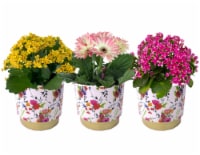 Blooming Plant in Floral Ceramic Pot - Assorted Perspective: Main