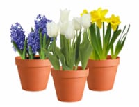 Assorted Bulbs in Clay Pot