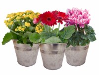 Blooming Plant in Tin Potted Plant - Assorted Perspective: Main