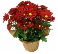 Mums in Basket - Assorted Colors
