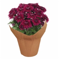 Potted Fall Mums Perspective: Main