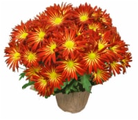 Fall Pelee Mums Perspective: Main