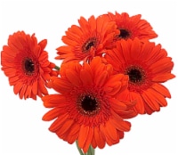 Gerberas Bouquet