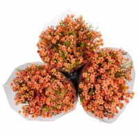 Tinted Waxflower Perspective: Main