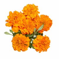 Marigold Perspective: Main