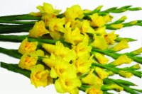 Gladiolus Bunch Perspective: Main