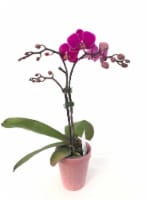 Blooming Fresh Potted Orchid Perspective: Main