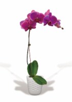 Blooming Fresh Orchid in 5 inch pot Perspective: Main