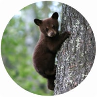 Andreas TR-BST 8 in. Bear with Single Tree Trivet  Round - 3 Pack