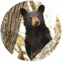 Andreas JO-BDT Bear with Double Tree Jar Opener - 3 Pack