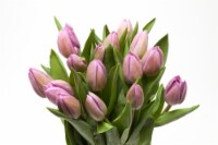 Fresh Cut Tulips Perspective: Main