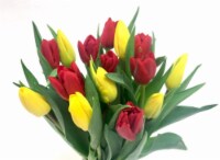 Chinese New Year Tulips Perspective: Main