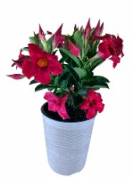 Fresh Dipladenia Tropical Blooming Bush Plant in 6 inch Pot - Colors may vary Perspective: Main