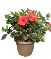 Fresh Hibiscus Bush Blooming Plant in 6 inch Pot - Assorted Colors Perspective: Main