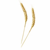 PacknWood  Wheat Bamboo Skewer - Case of 500