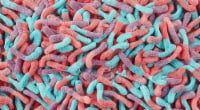 Trolli Sour Brite Crawlers Bulk Bag