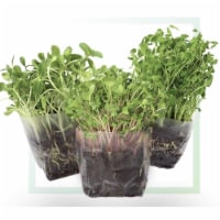 Window Garden Broccoli Microgreens Growing Kit - 3qts Organic Soil
