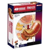 Tedco Toys 4D Human Anatomy Stomach & Other Organs