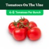 On The Vine Tomatoes (4-5 Tomatoes per Bunch)