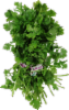 Cilantro