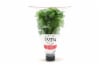 North Shore Potted Living Basil