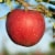 Large Evercrisp Apple - Each Perspective: back