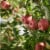 Large Kiku Apple - Each Perspective: back