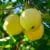 Large Golden Delicious Apple - Each Perspective: back