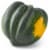 Green Acorn Squash Perspective: back