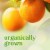 Fresh Medium Organic Navel Oranges - Each Perspective: back