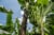 Organic Fresh Banana - Each Perspective: back
