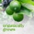 Organic Limes Perspective: back