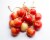 Fresh Organic Rainier Cherries in Bag - approx 1 lb Perspective: back