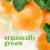 Fresh Large Organic Red Pink Grapefruit - Each Perspective: back