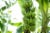 Fresh Bunch of Bananas – 5-7 Bananas Perspective: back